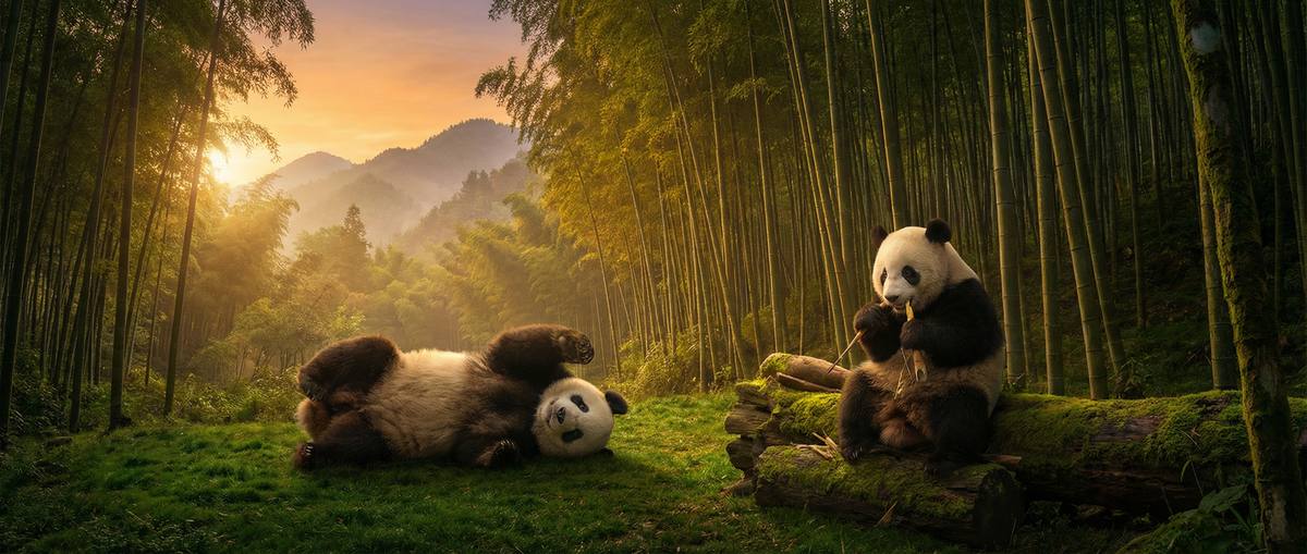 色虎动物写真视频社区