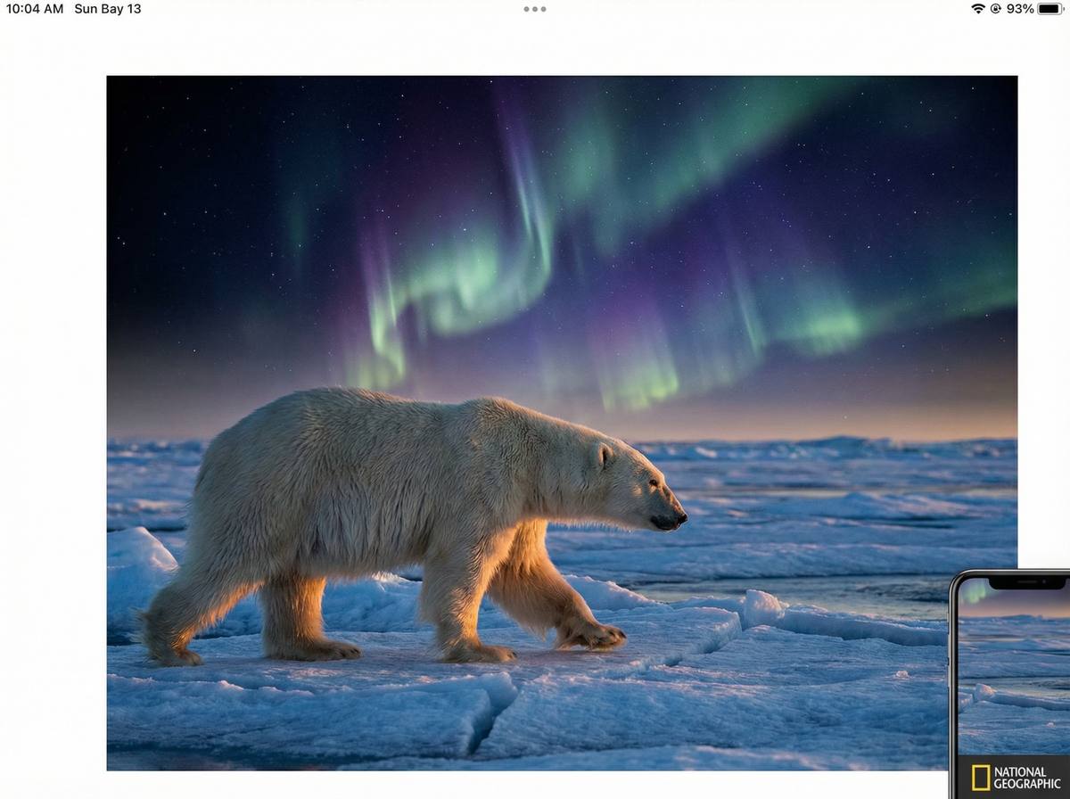 色虎北极熊视频